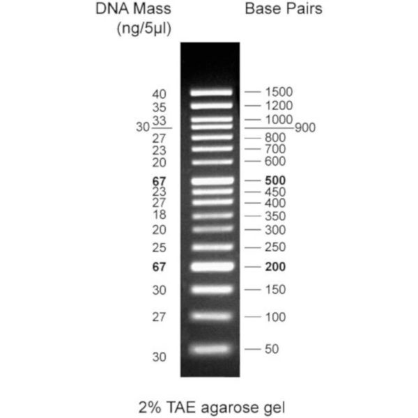 CSL-MDNA-5.WEB_50-1500bp.jpg