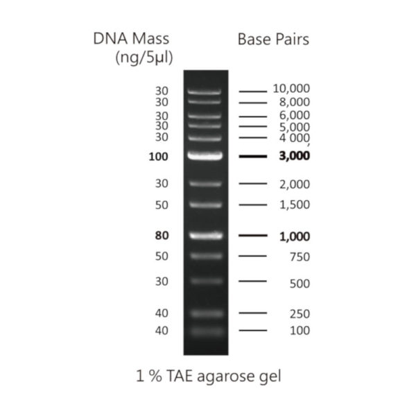CSL-MDNA-1.jpg