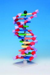 [6261370] miniDNA molecular modell kit advanced, 12 layers
