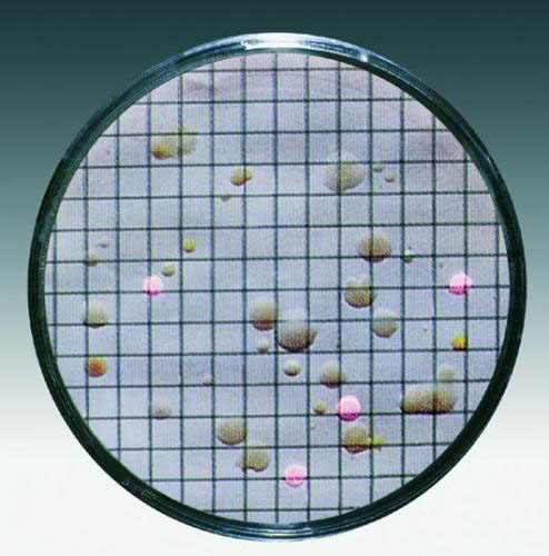 [9055010] Nutrient pad w. membrane filter, Sartorius, Standard TTC, 0,45µm, D50mm, sterile
